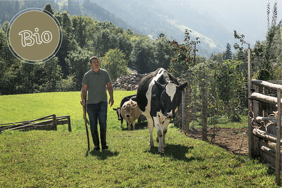 Hannes Frei mit seiner Kuh